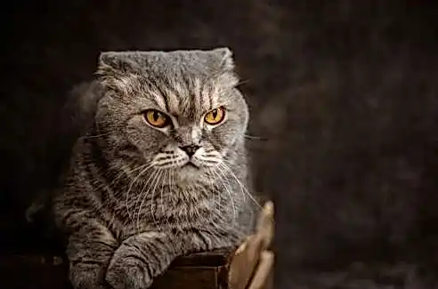 MEGAPARI регистрация 5049fd